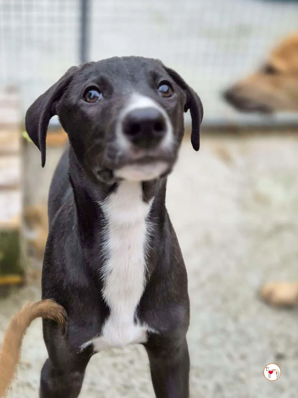 panko grey cucciolo adozione 03