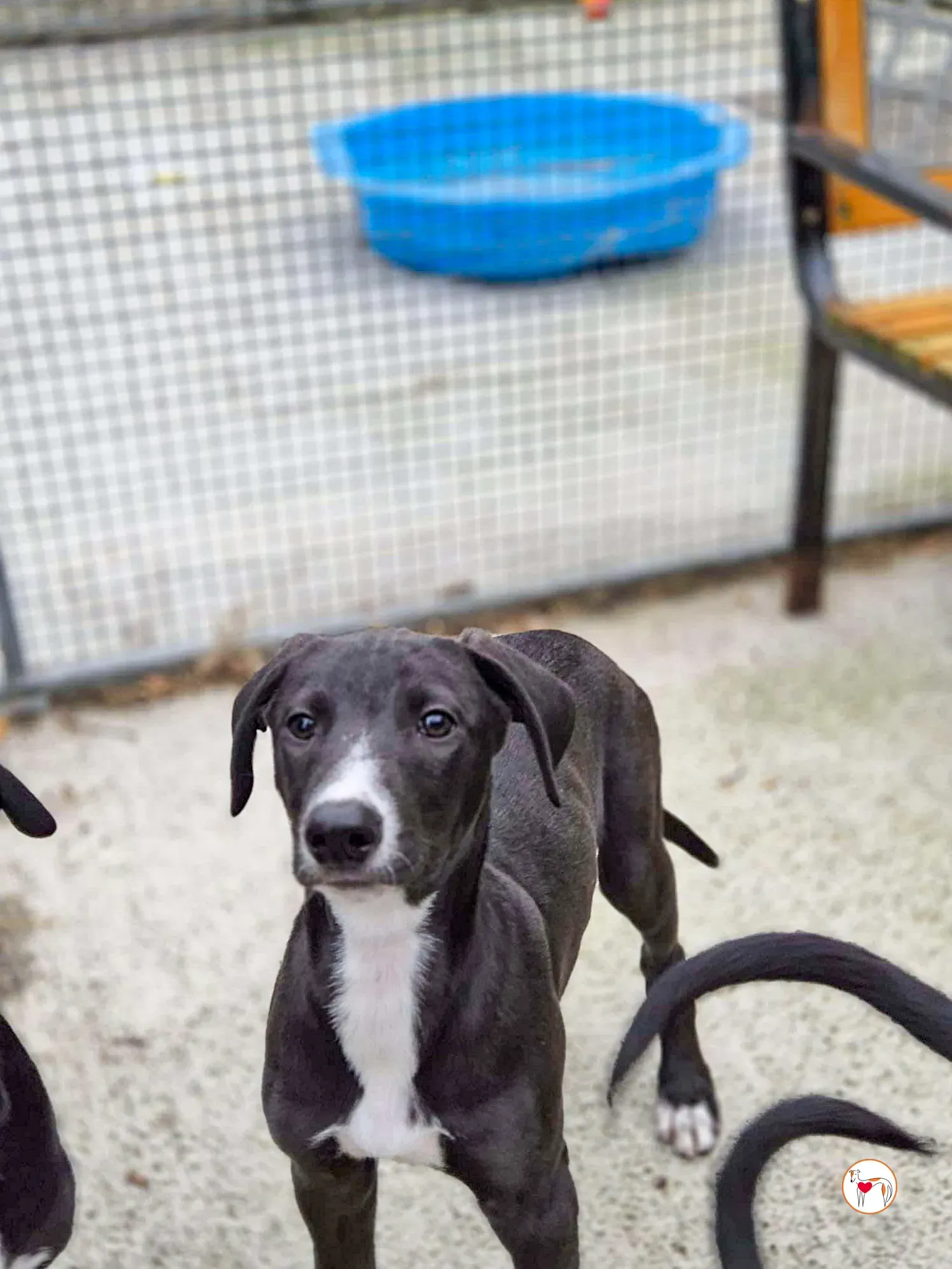 panko grey cucciolo adozione 04