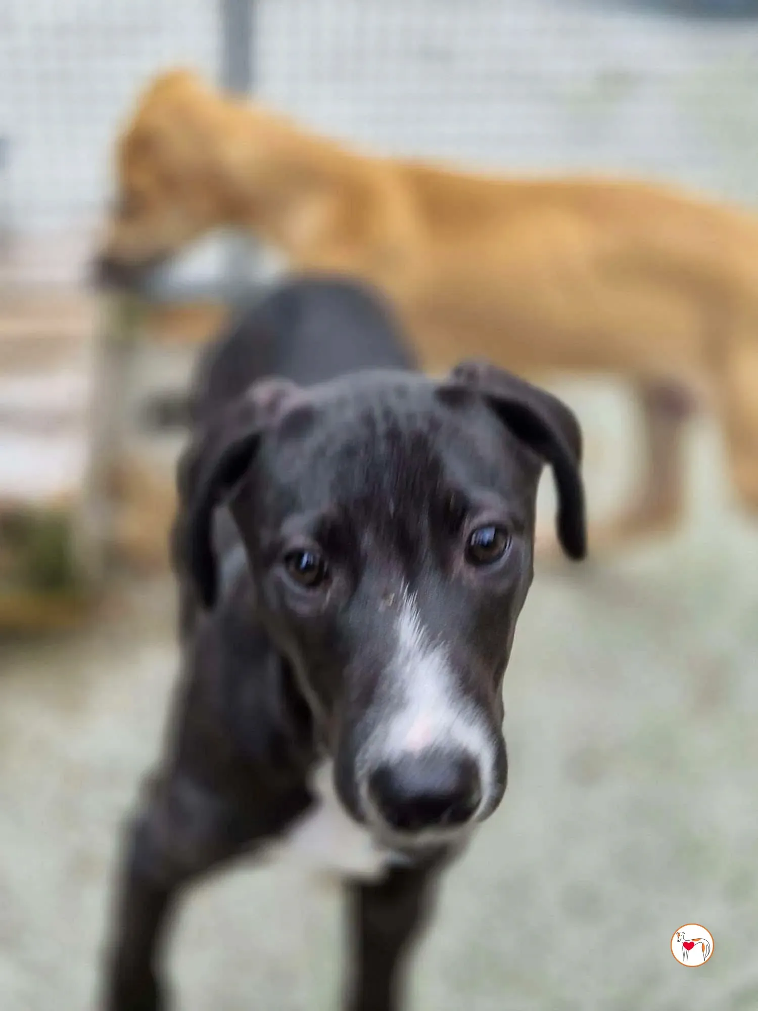 panko grey cucciolo adozione 05