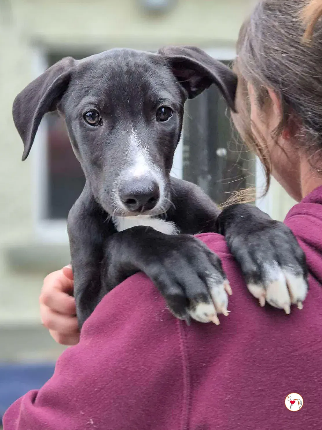 panko grey cucciolo adozione 06