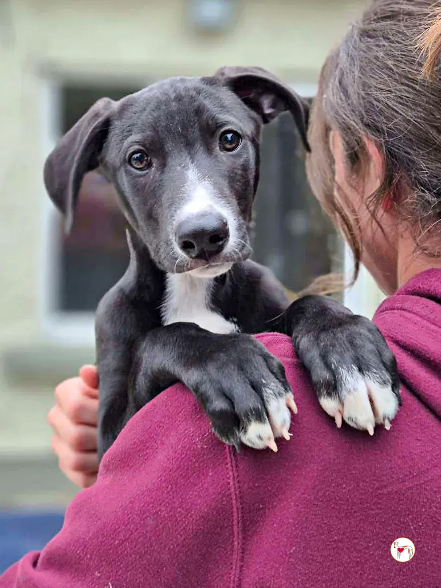 panko grey cucciolo adozione 07