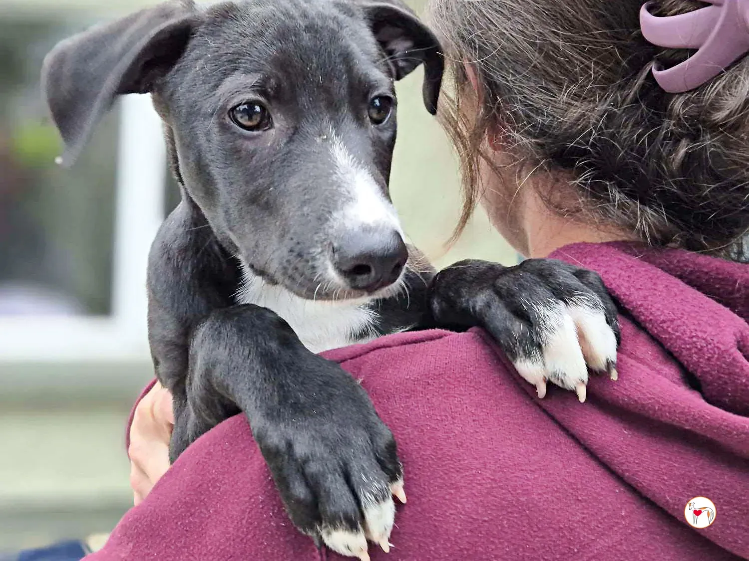 panko grey cucciolo adozione 08