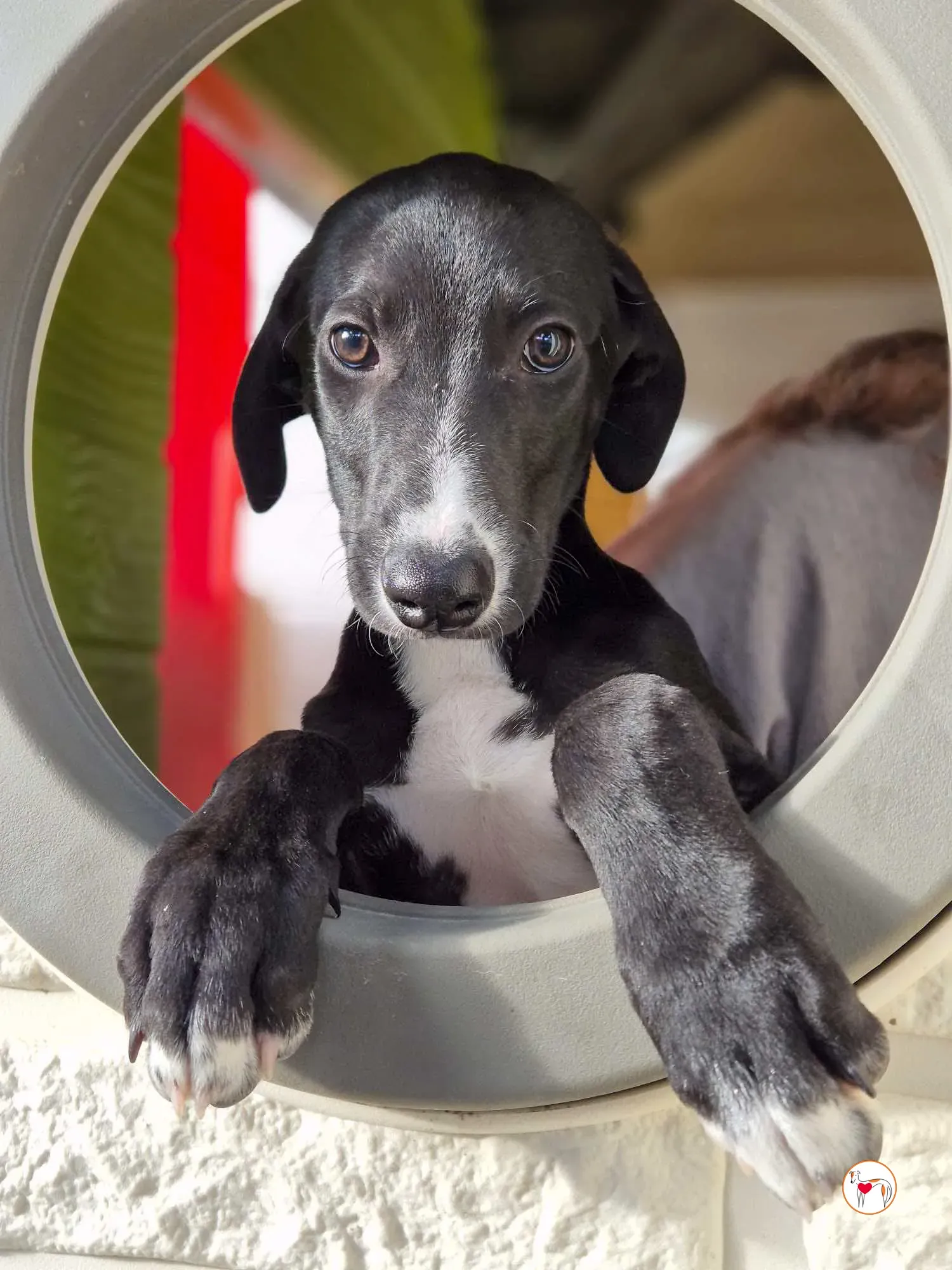 panko grey cucciolo adozione 09