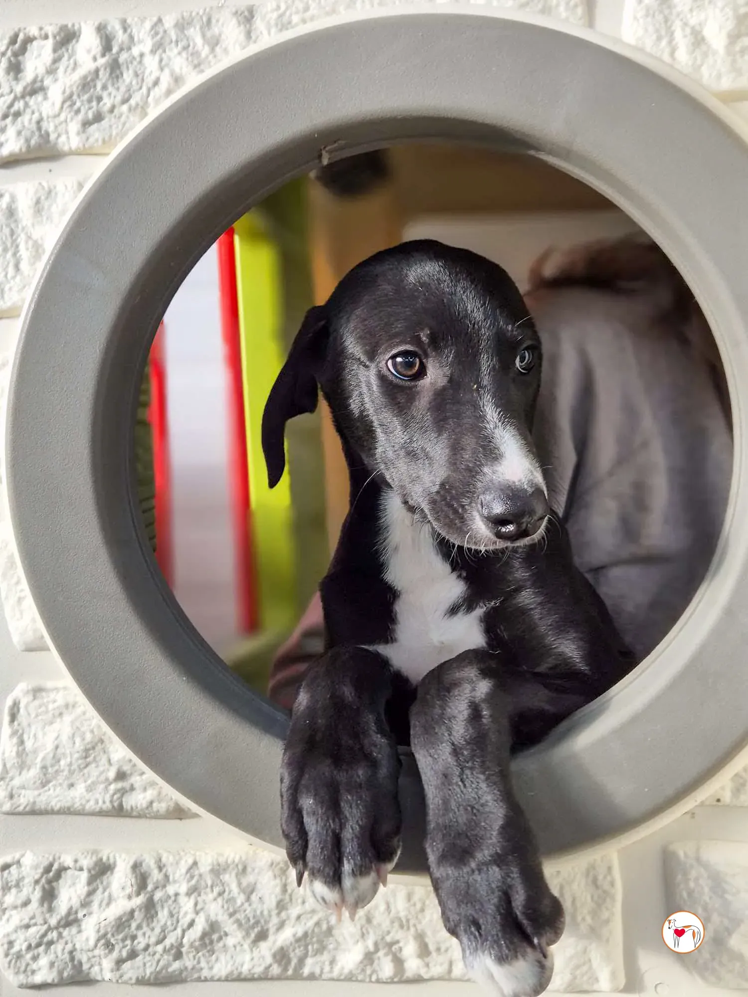 panko grey cucciolo adozione 10