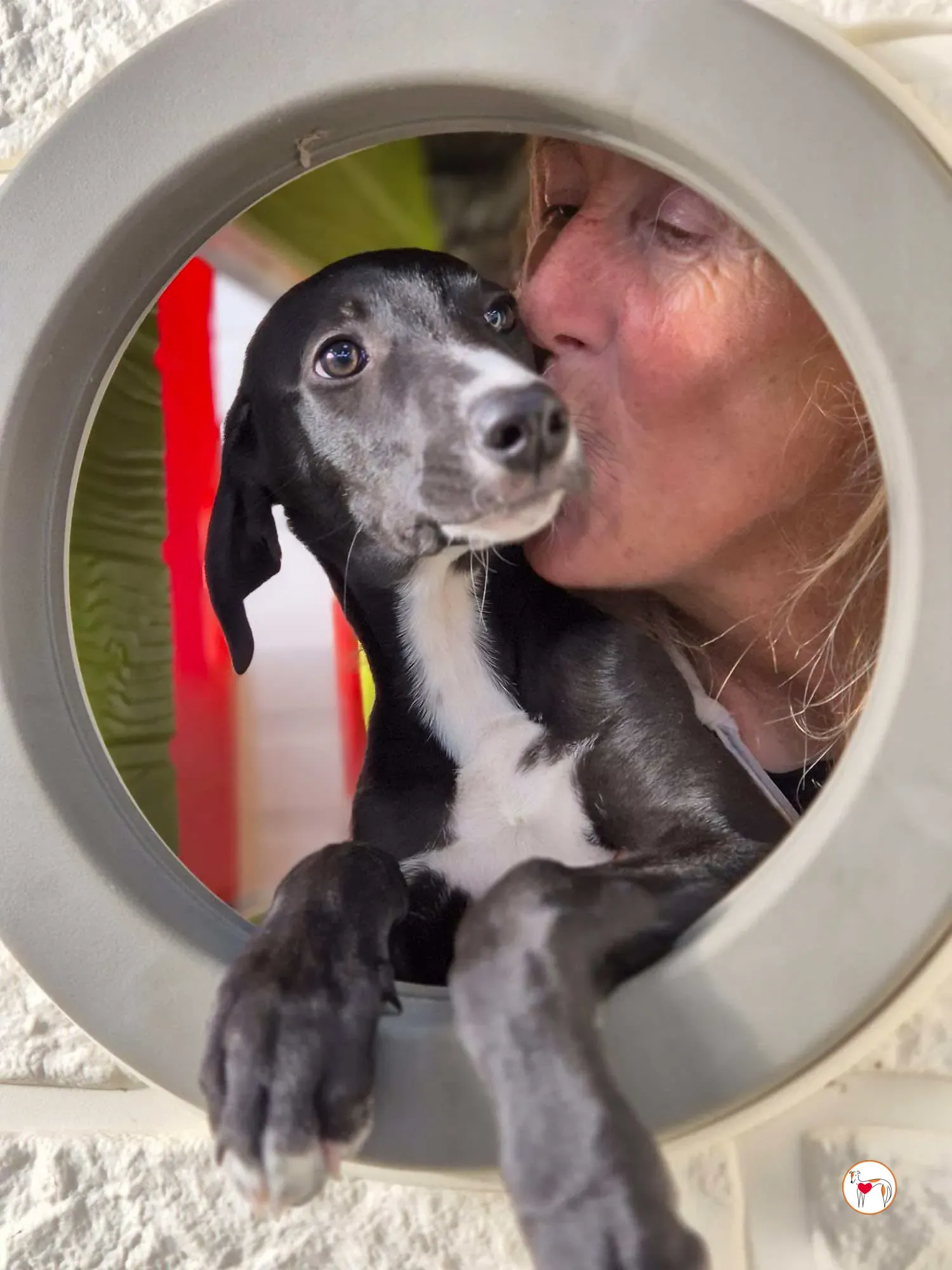 panko grey cucciolo adozione 11