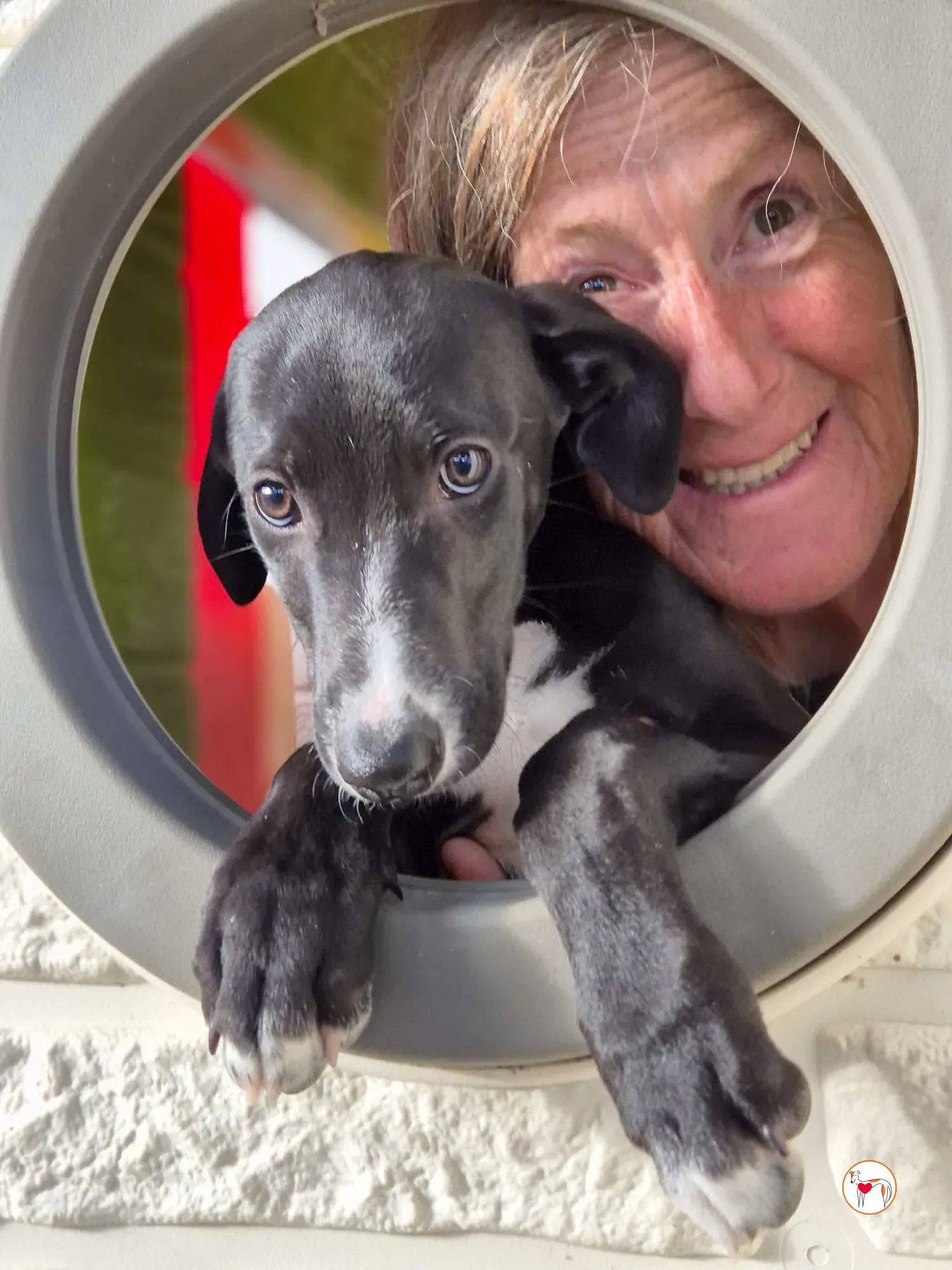 panko grey cucciolo adozione 12