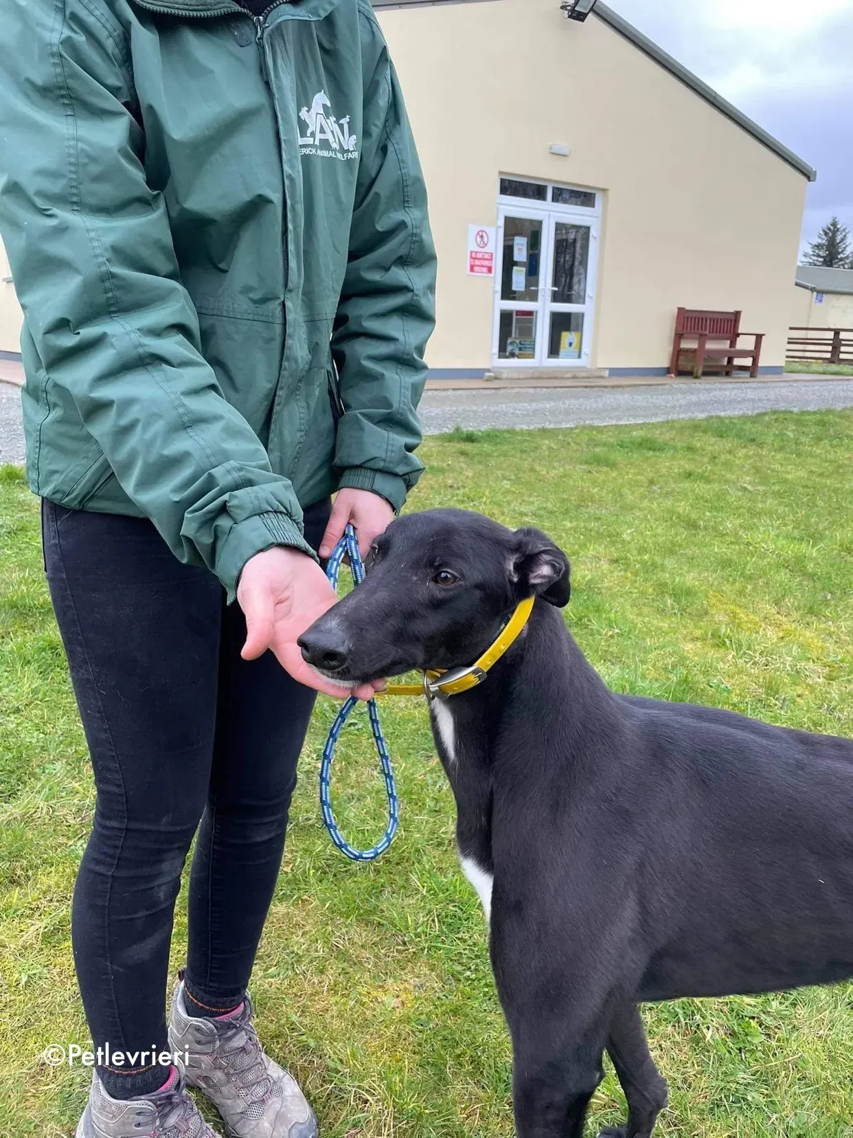 panther adozione levrieri greyhound 1