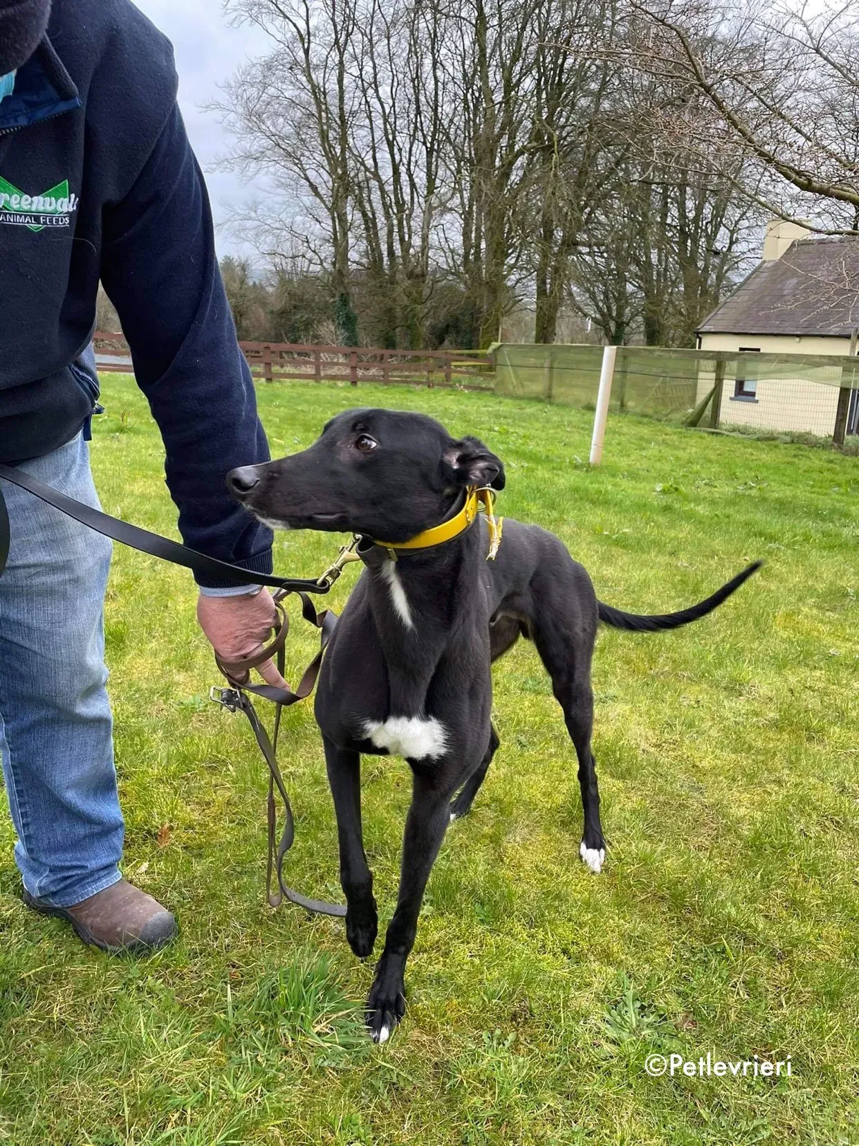 panther adozione levrieri greyhound 10