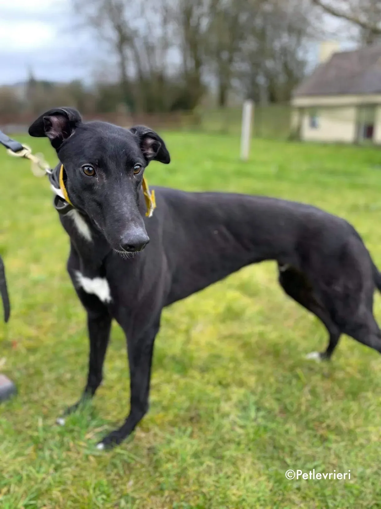 panther adozione levrieri greyhound 11