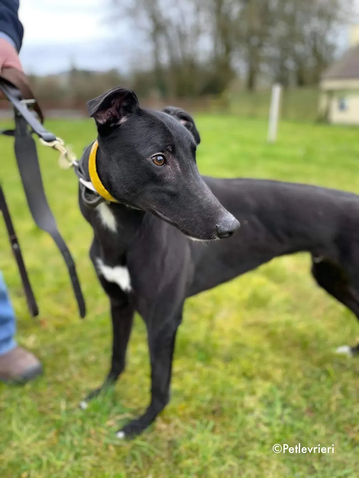 panther adozione levrieri greyhound 12