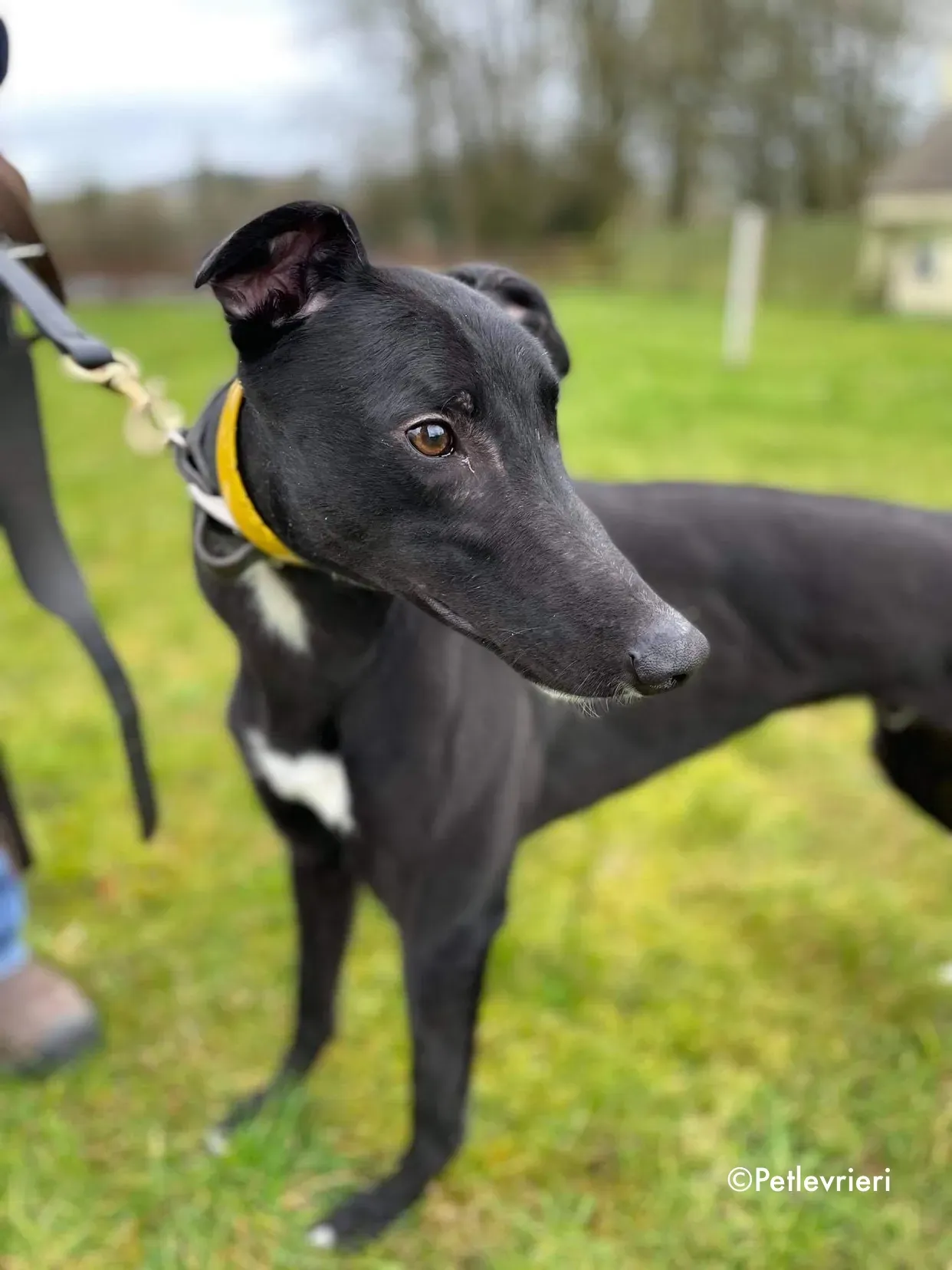 panther adozione levrieri greyhound 13