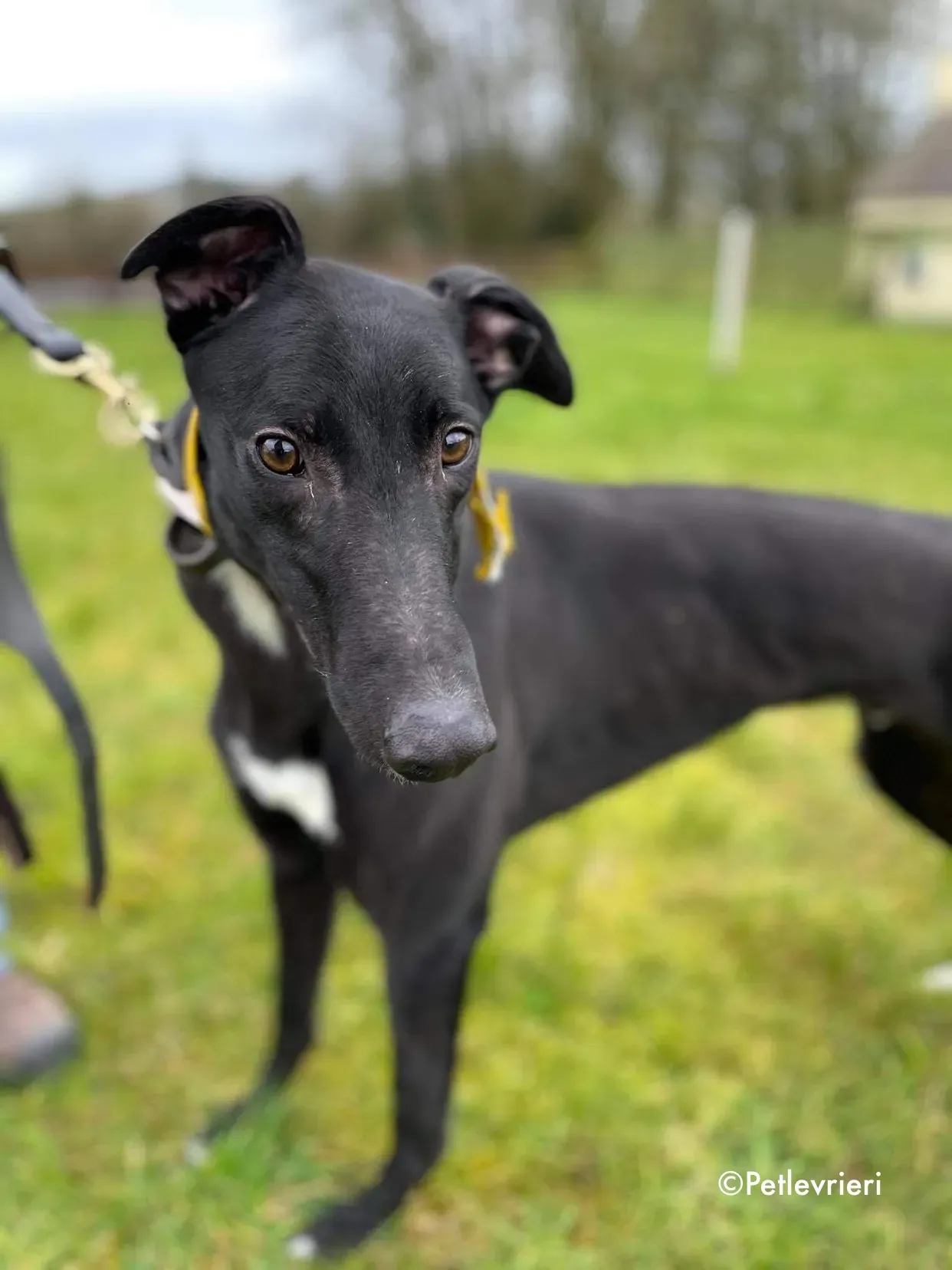 panther adozione levrieri greyhound 14