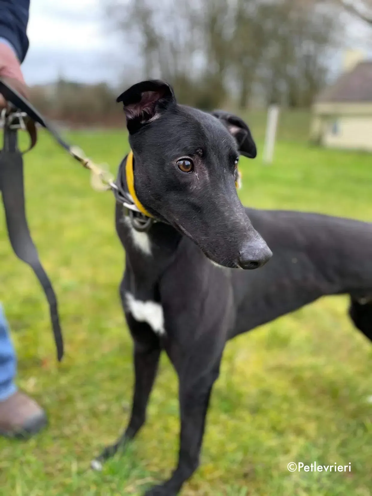 panther adozione levrieri greyhound 15