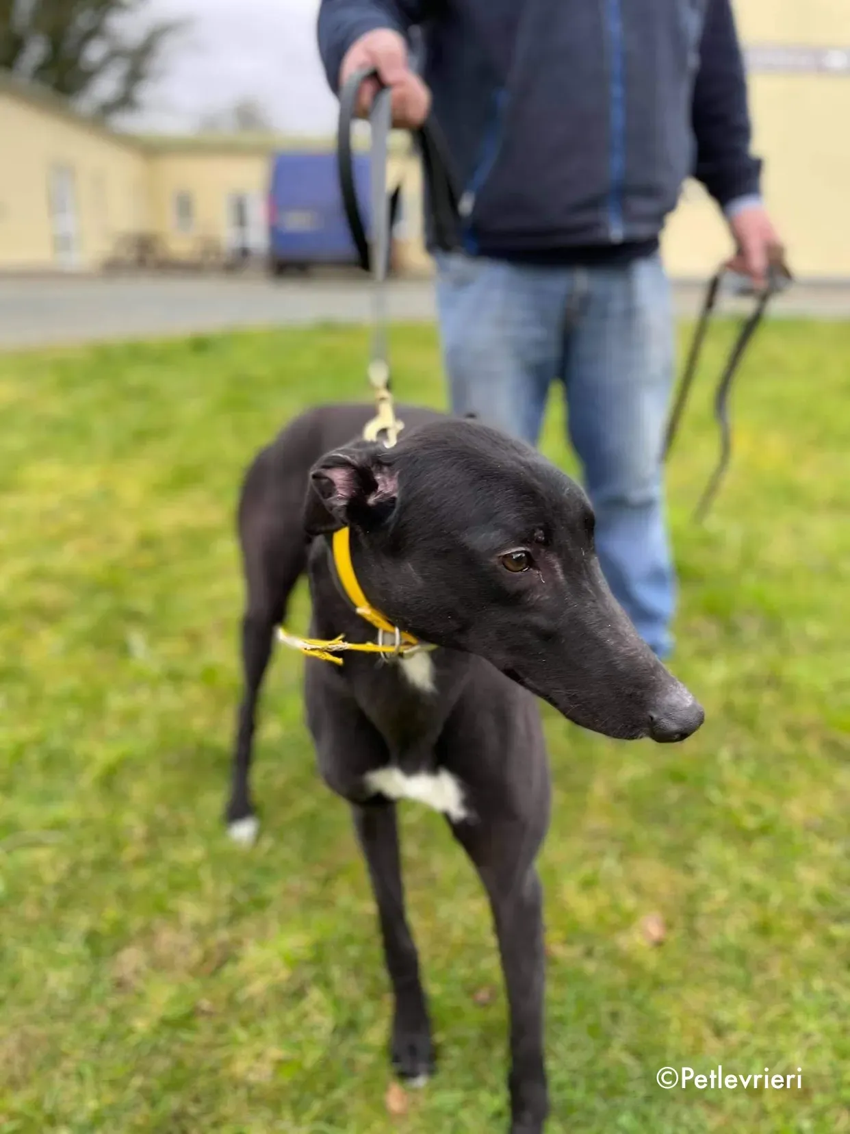 panther adozione levrieri greyhound 16