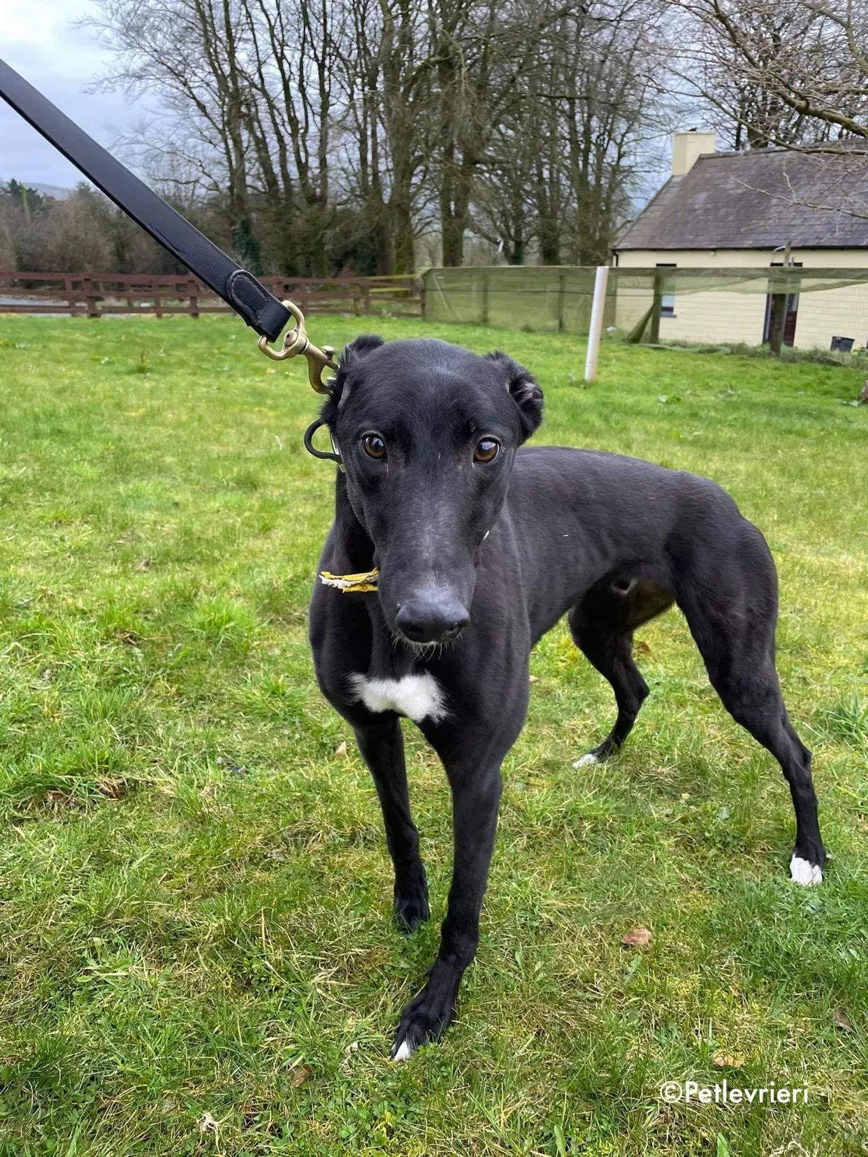 panther adozione levrieri greyhound 17