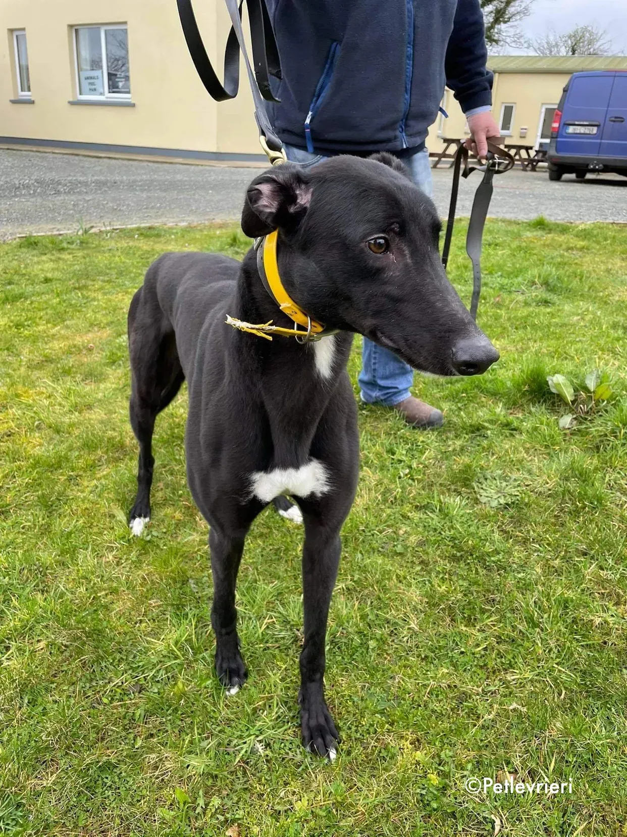 panther adozione levrieri greyhound 18