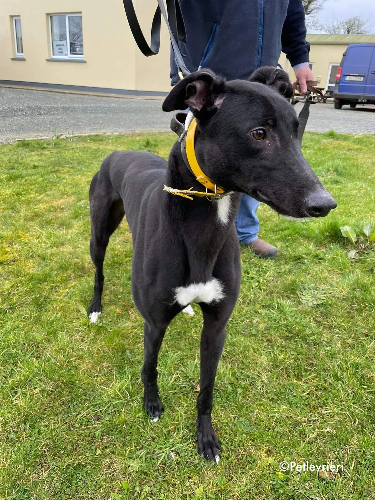 panther adozione levrieri greyhound 19