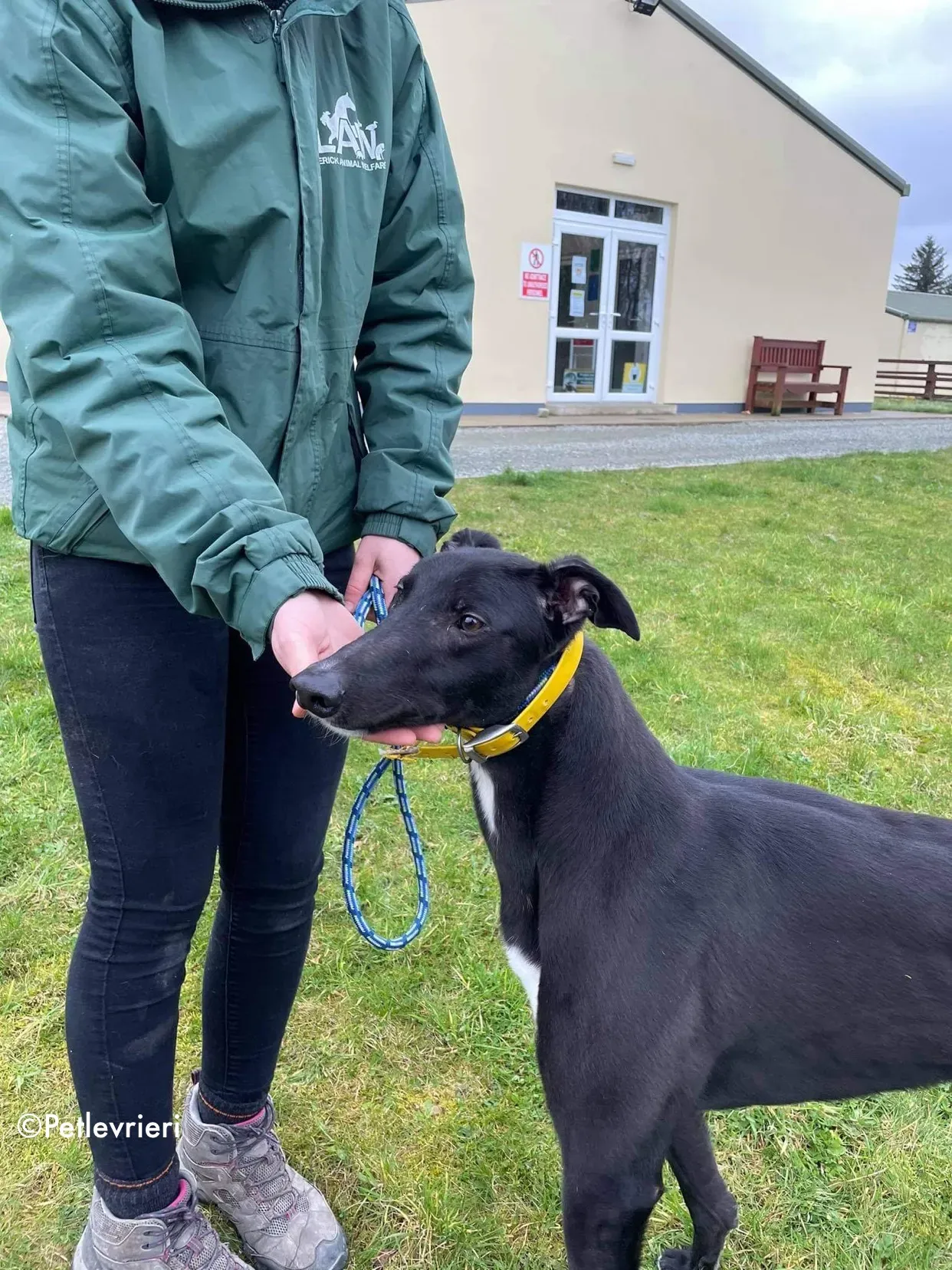 panther adozione levrieri greyhound 2