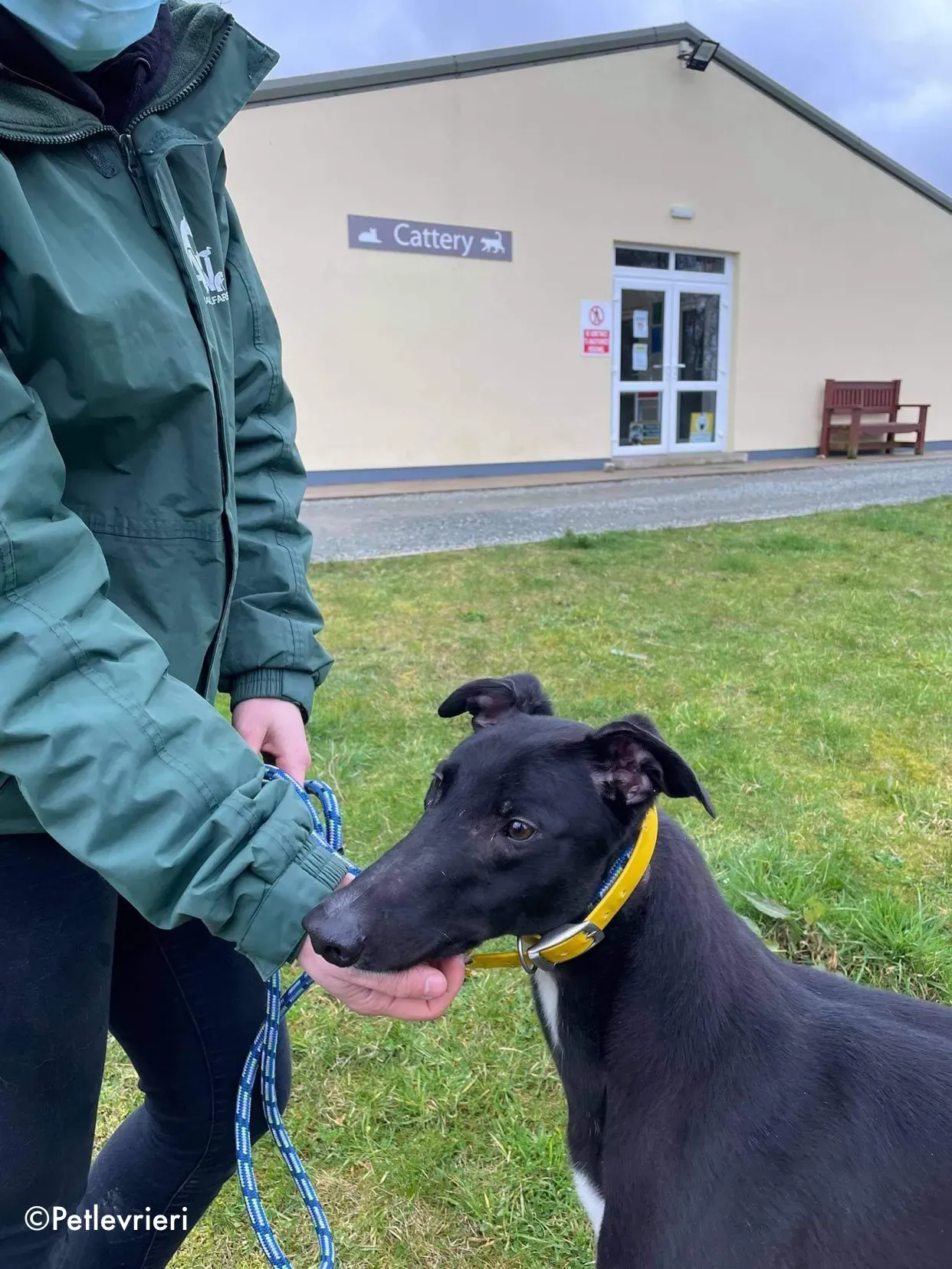 panther adozione levrieri greyhound 3