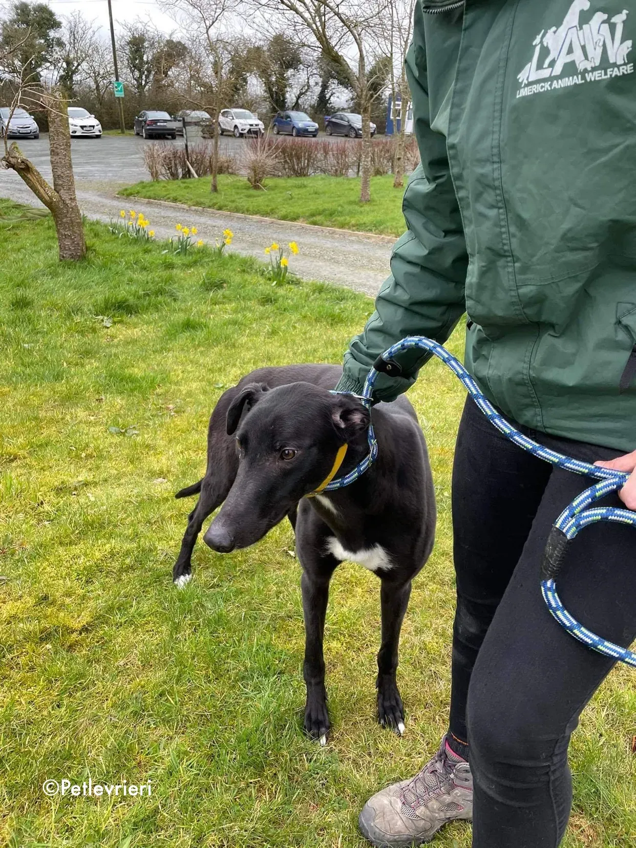 panther adozione levrieri greyhound 4