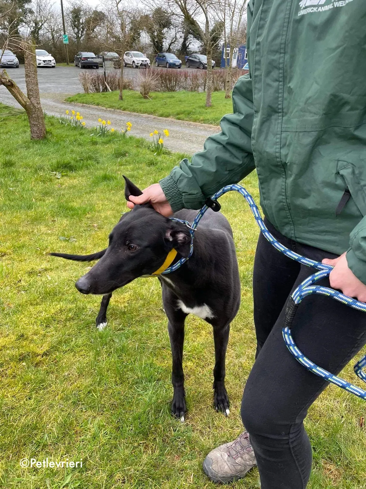 panther adozione levrieri greyhound 5