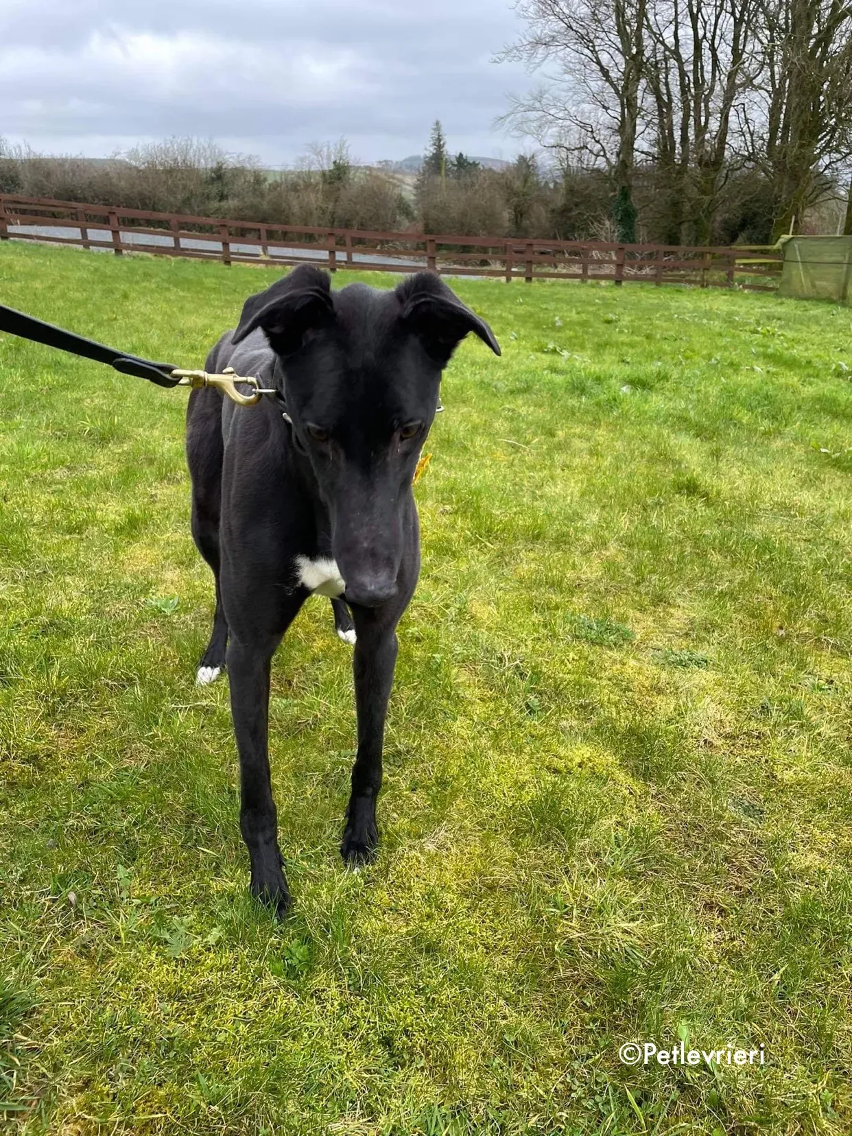 panther adozione levrieri greyhound 6