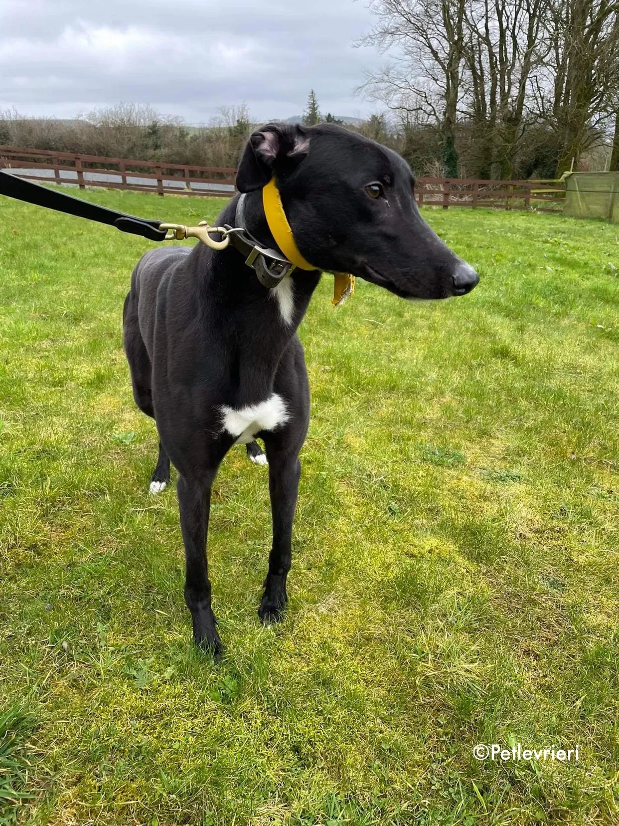 panther adozione levrieri greyhound 7