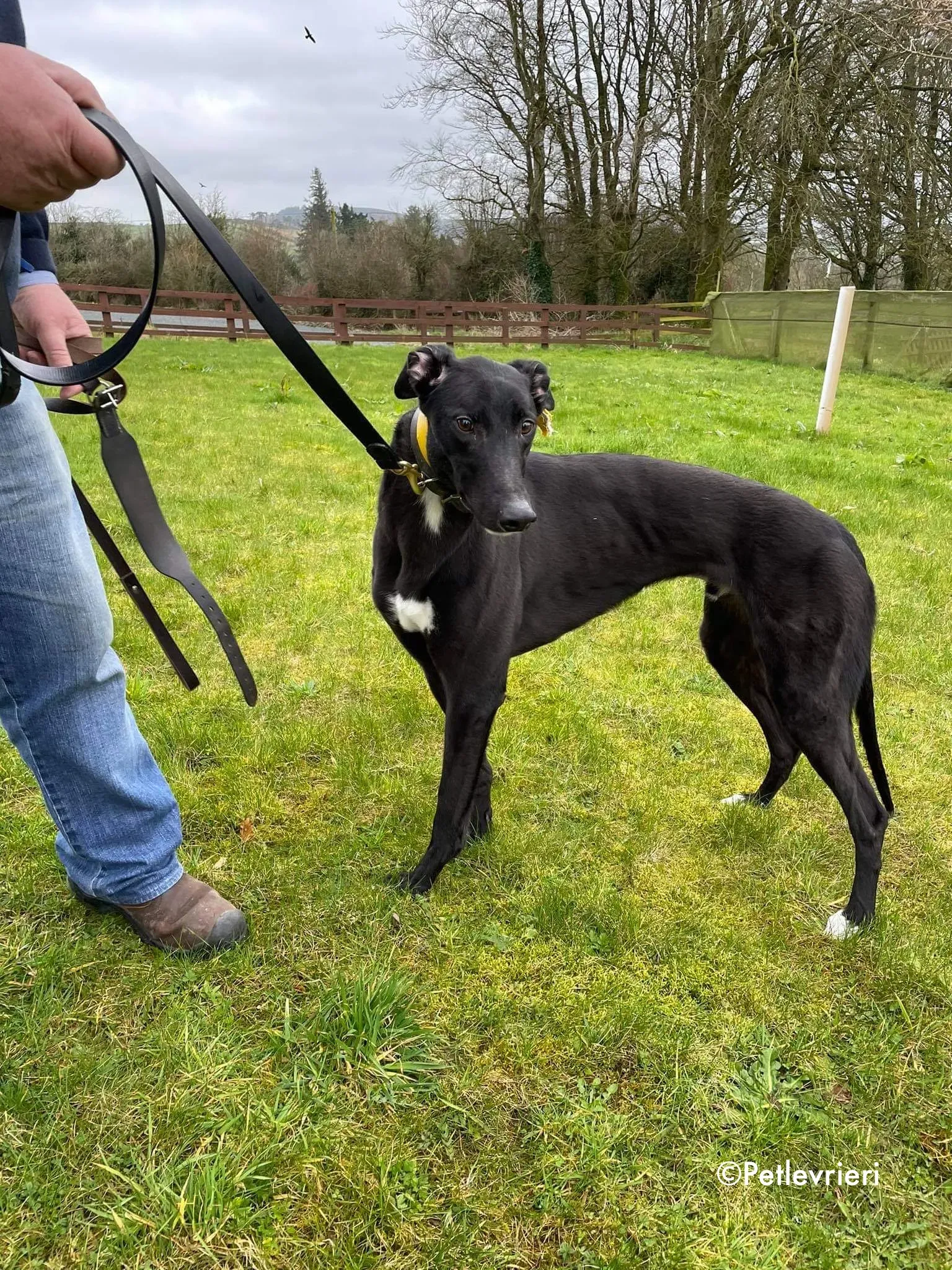 panther adozione levrieri greyhound 8