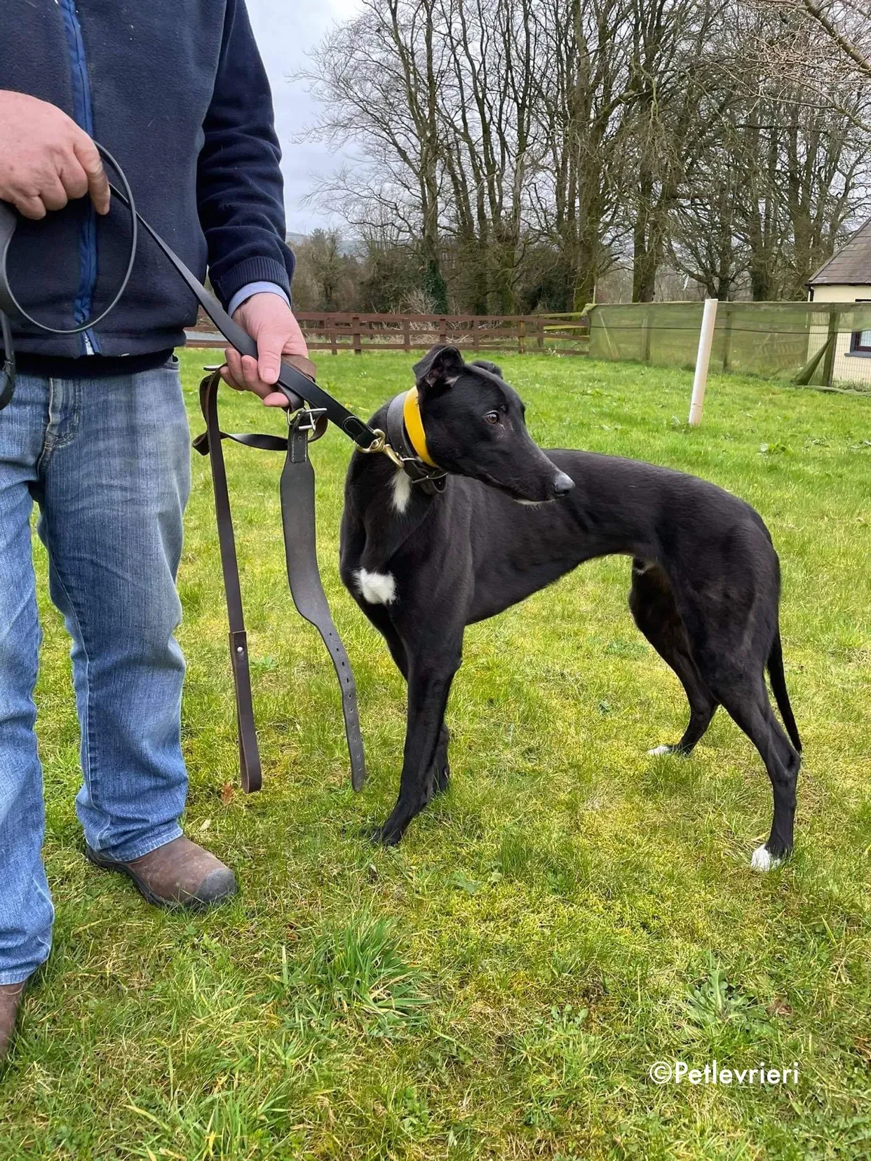 panther adozione levrieri greyhound 9