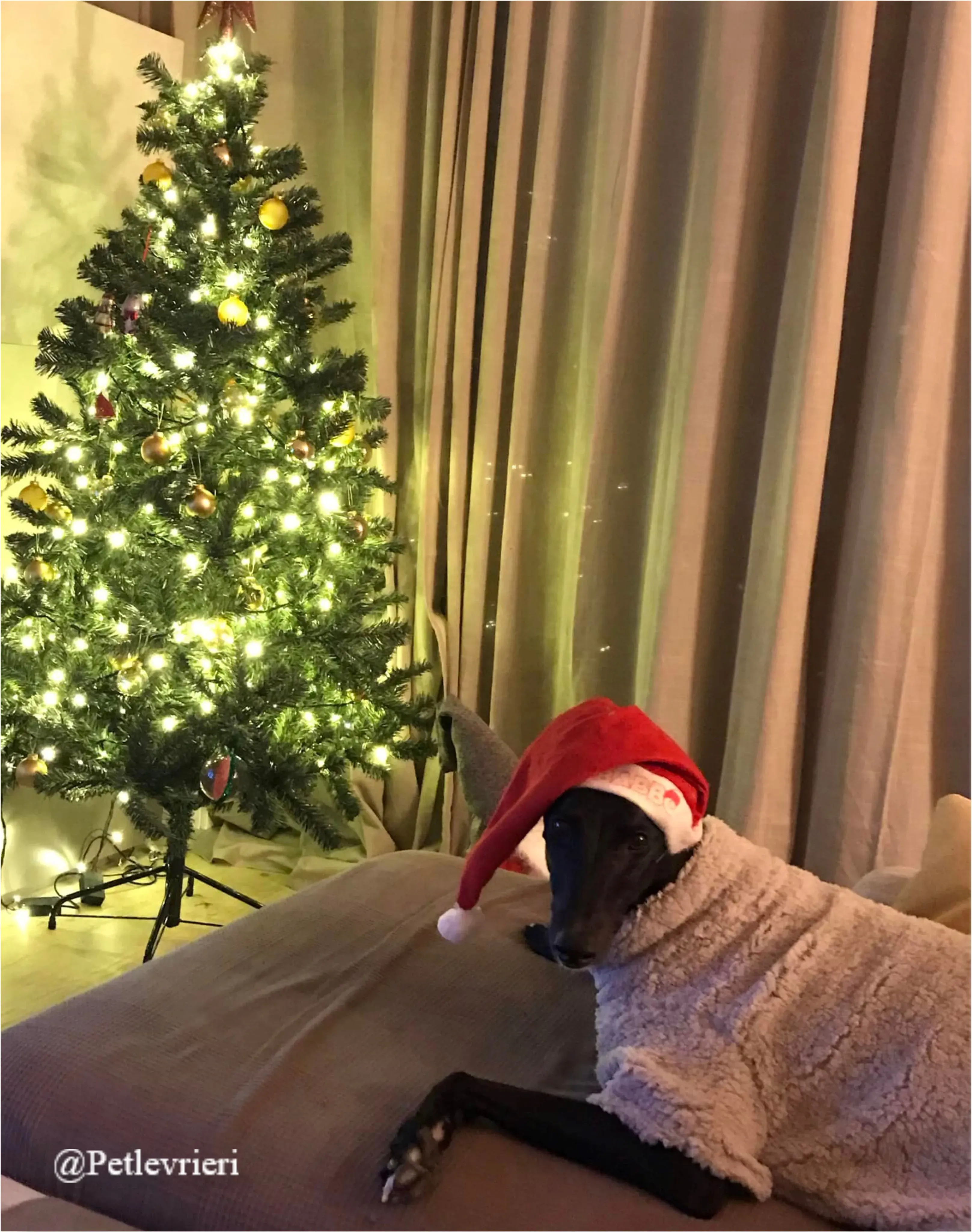 panther pet levrieri natale 2021 1