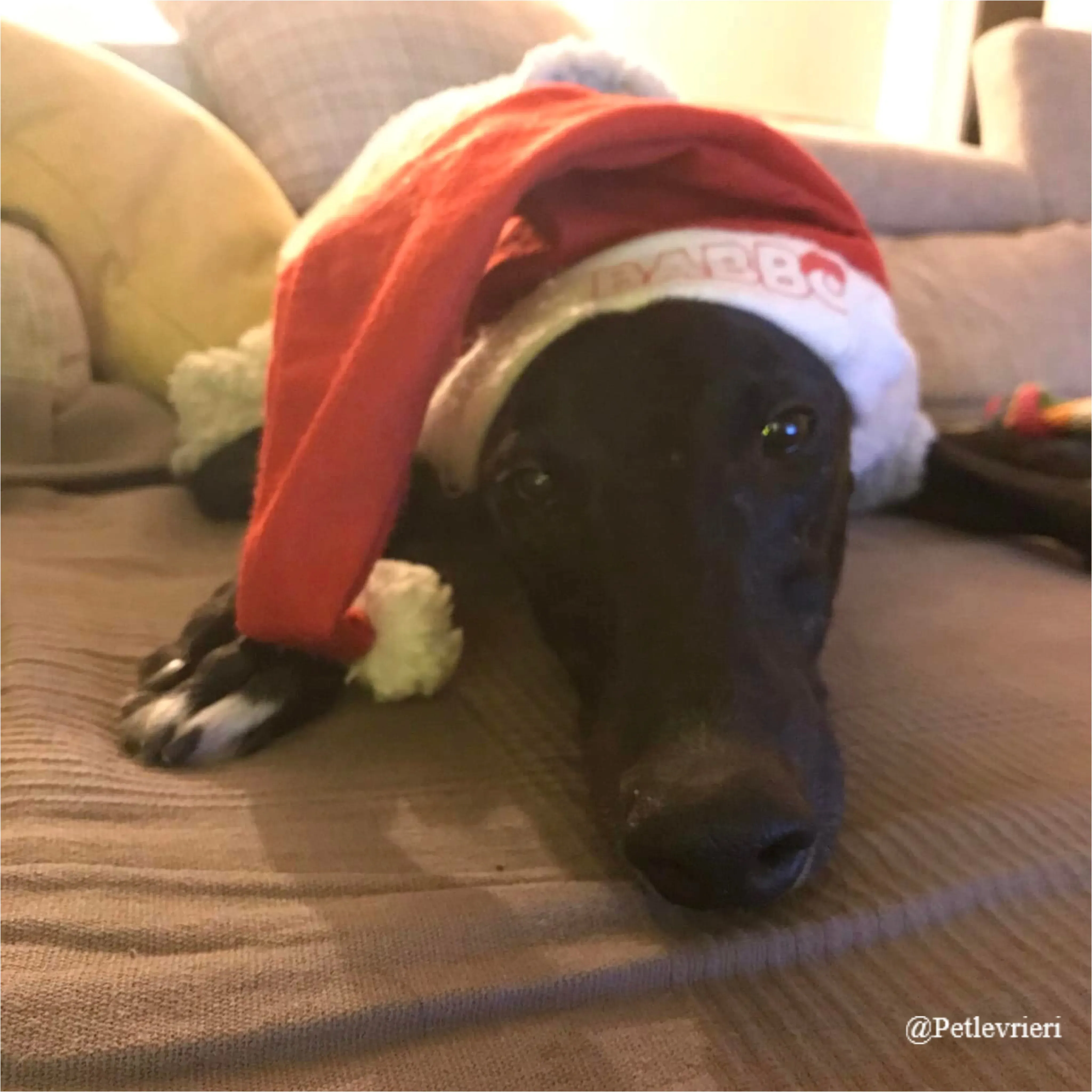 panther pet levrieri natale 2021 2