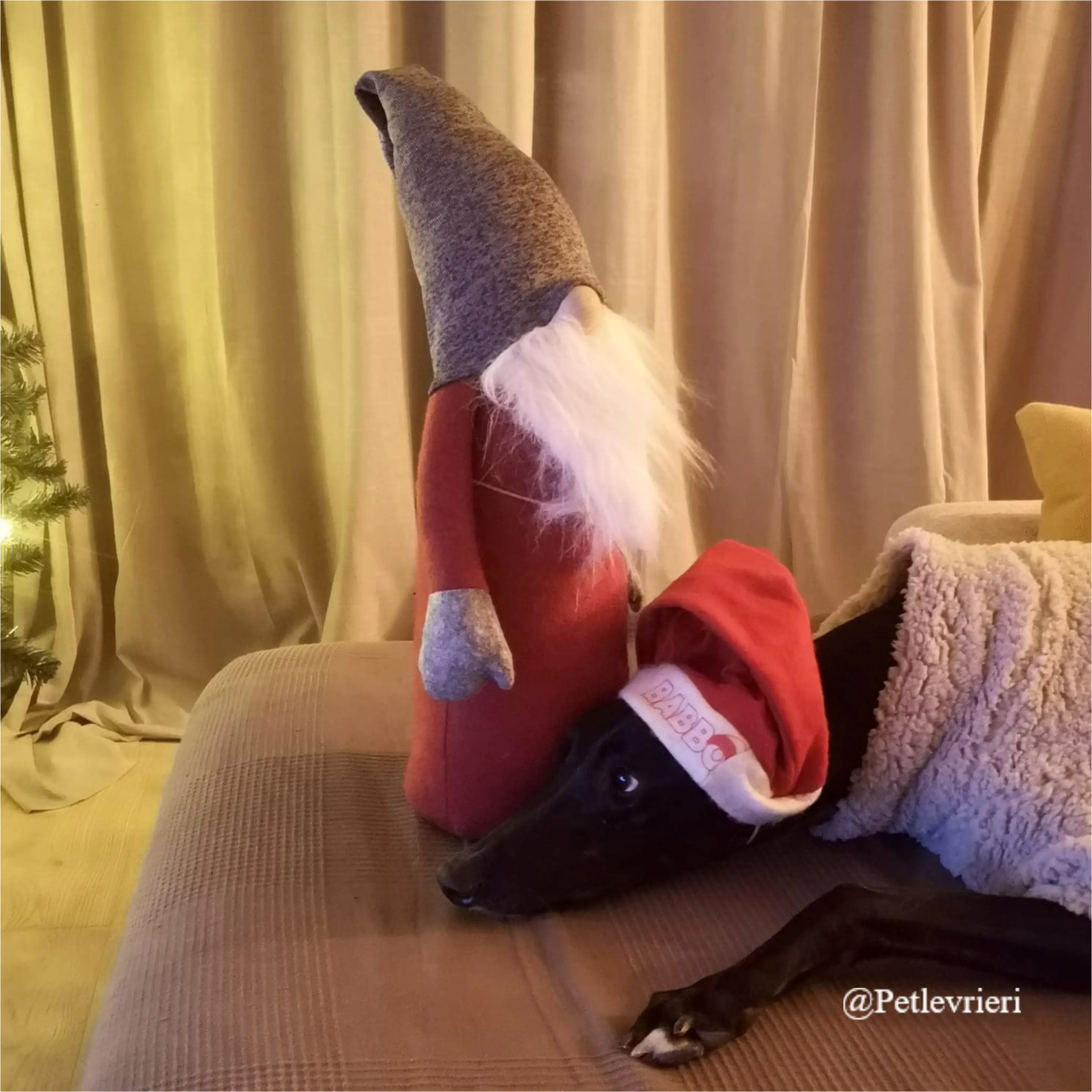 panther pet levrieri natale 2021