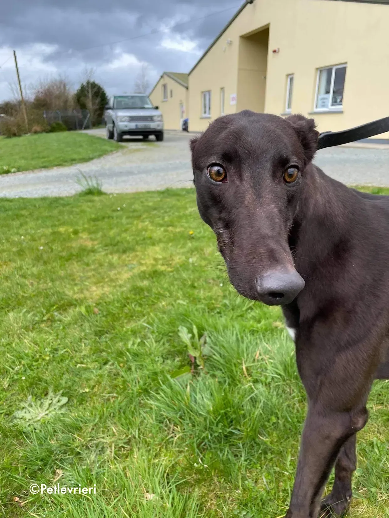 pappy adozione levrieri greyhound 1