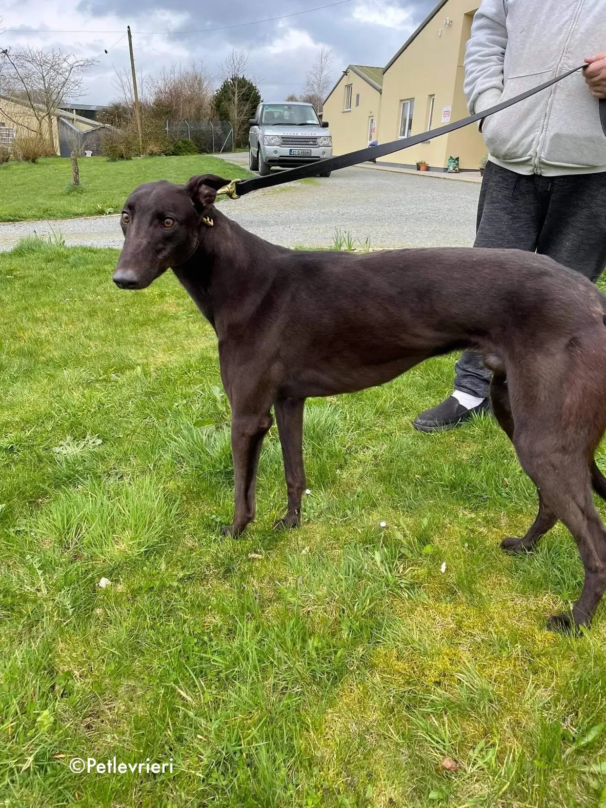 pappy adozione levrieri greyhound 10