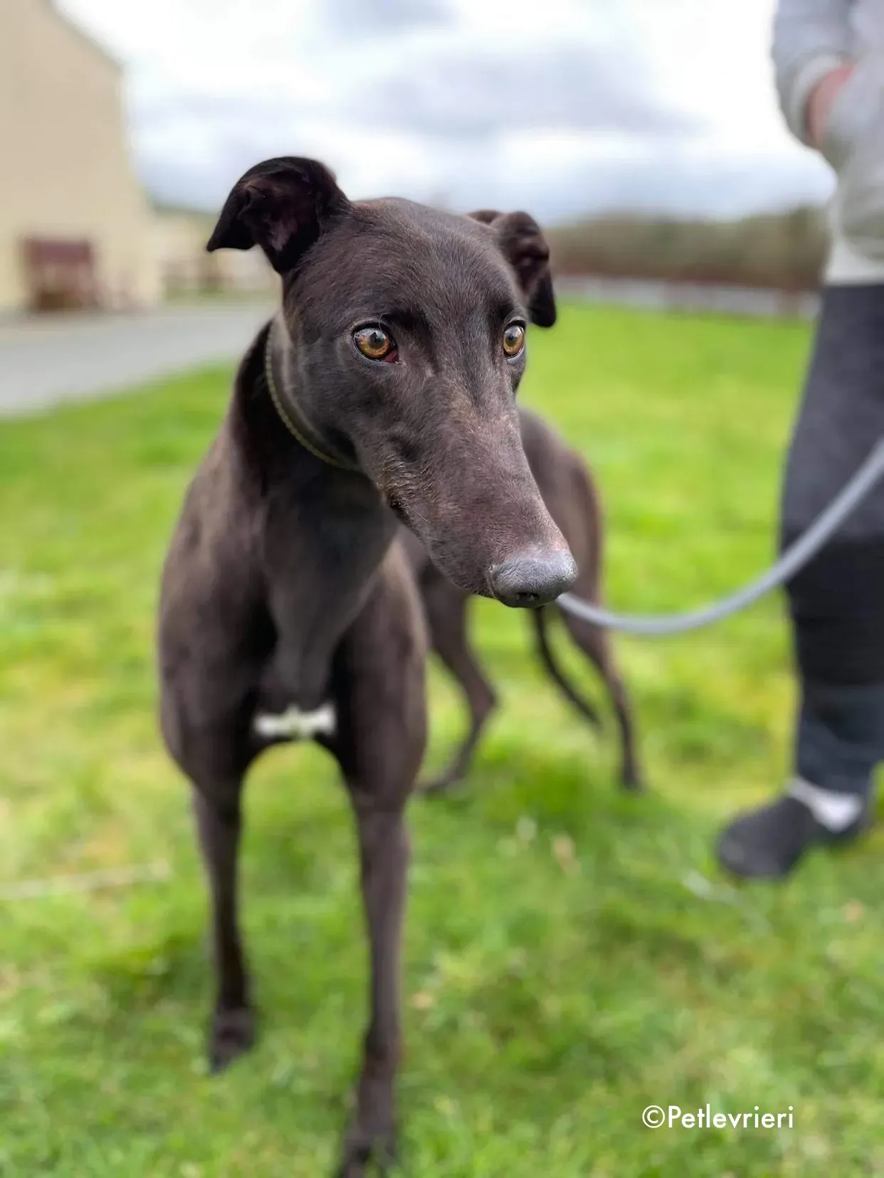 pappy adozione levrieri greyhound 11