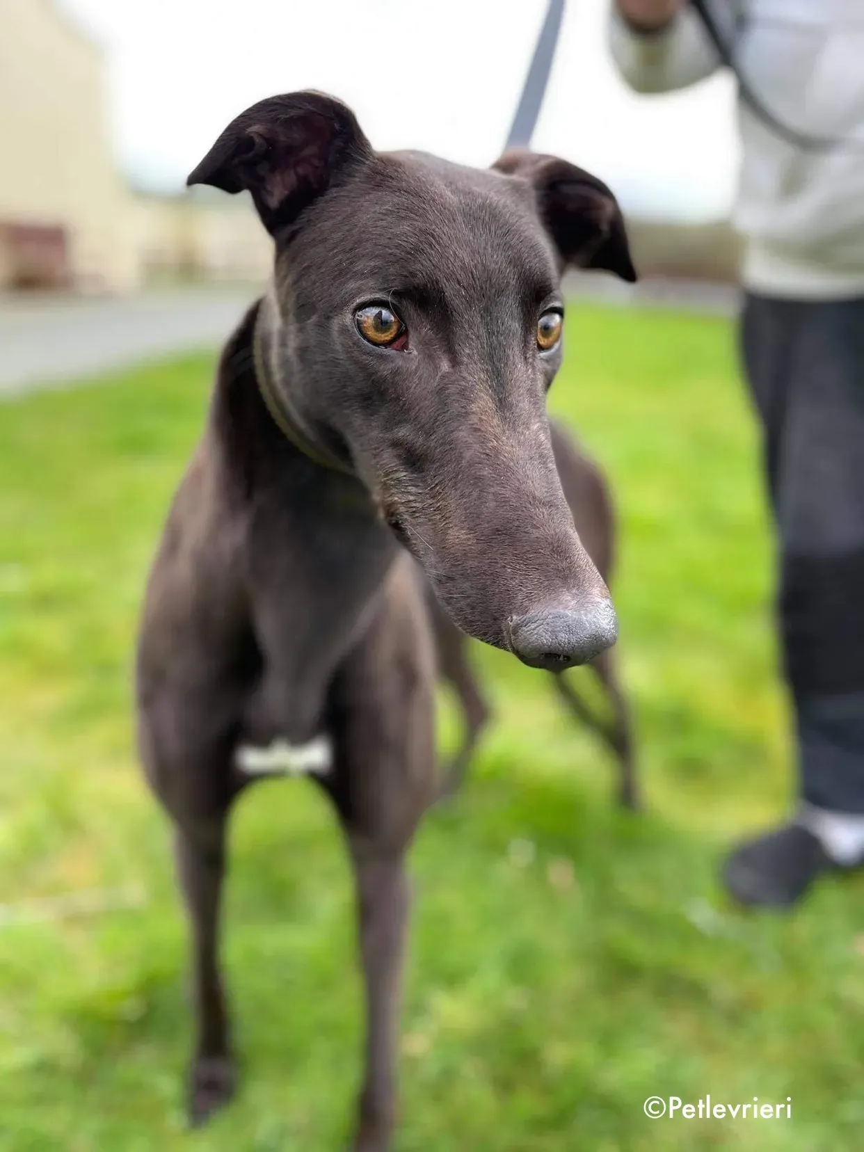 pappy adozione levrieri greyhound 12