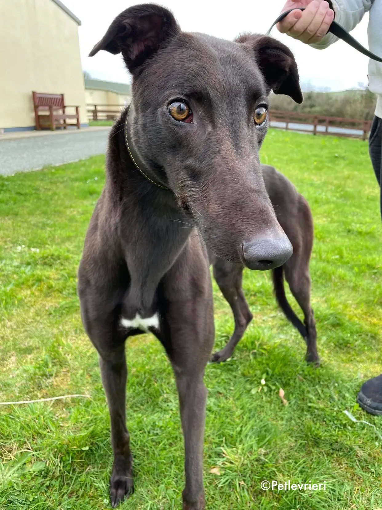 pappy adozione levrieri greyhound 13