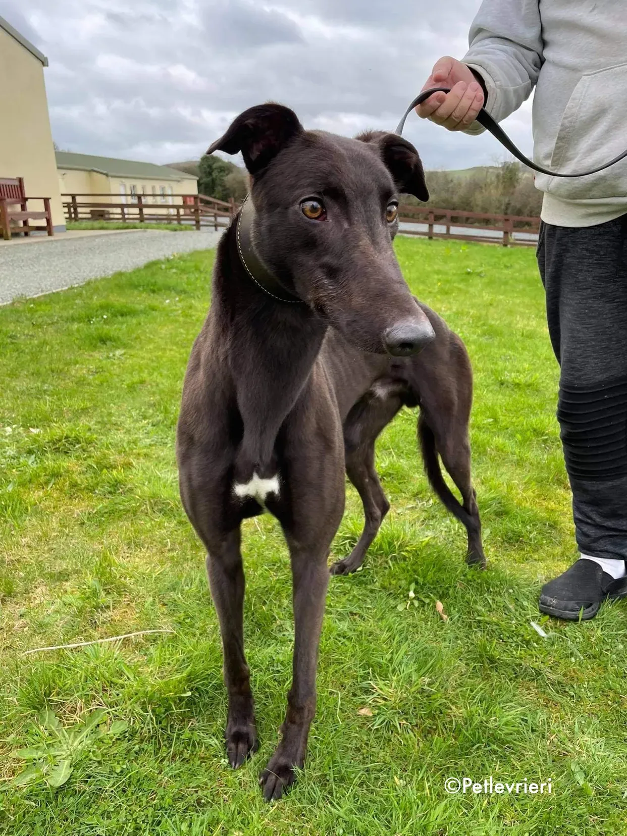 pappy adozione levrieri greyhound 14
