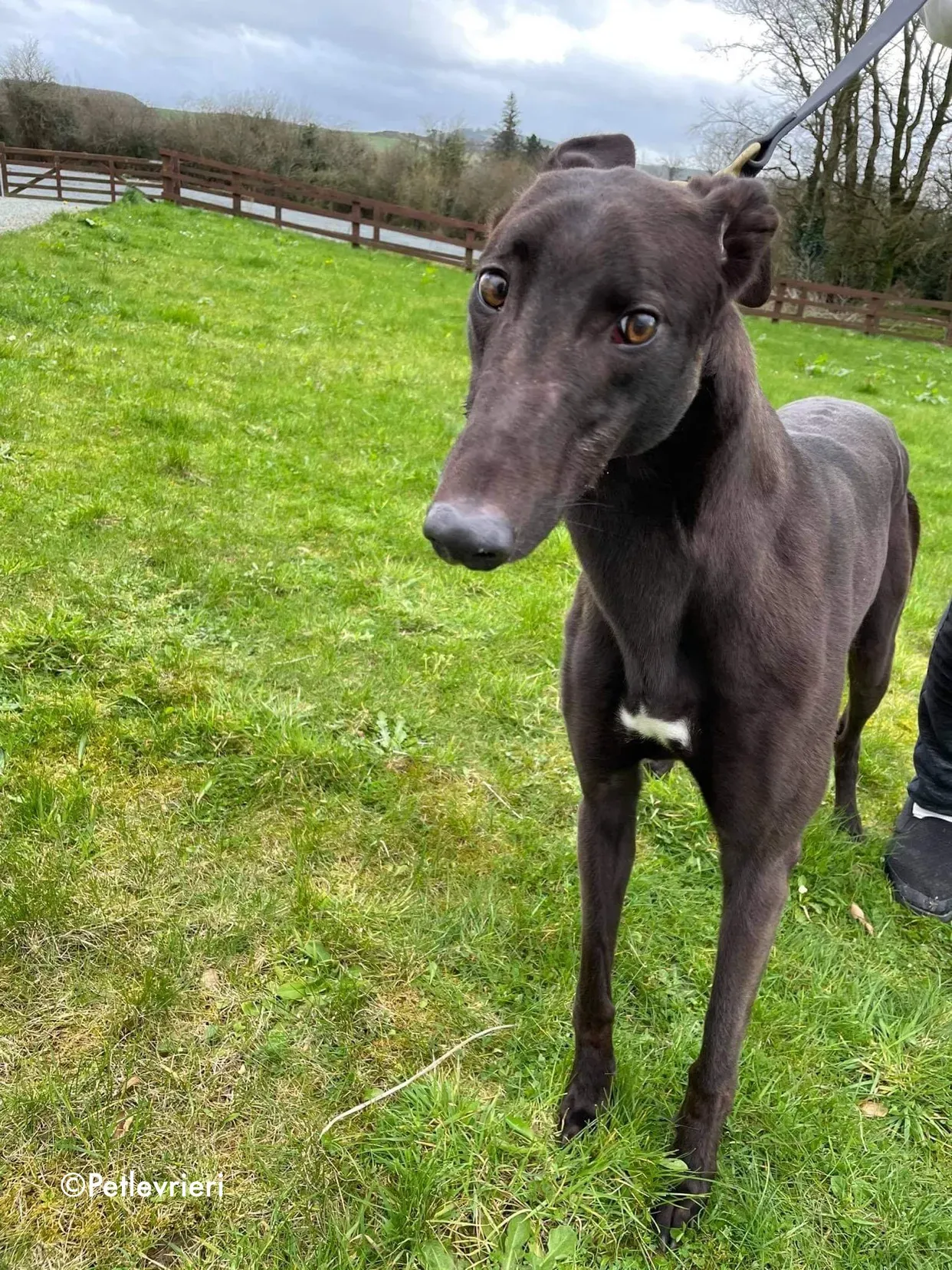 pappy adozione levrieri greyhound 15