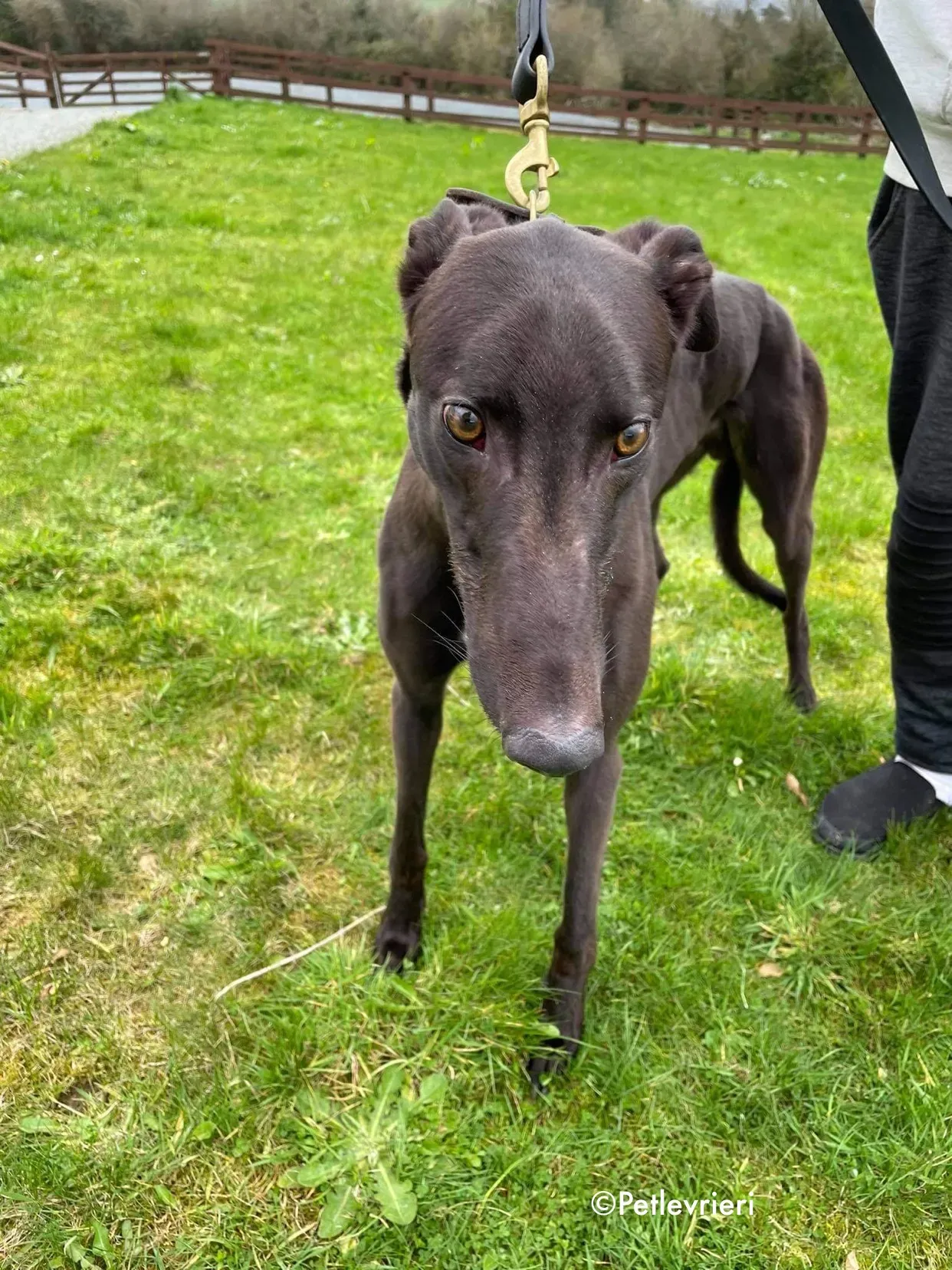 pappy adozione levrieri greyhound 16