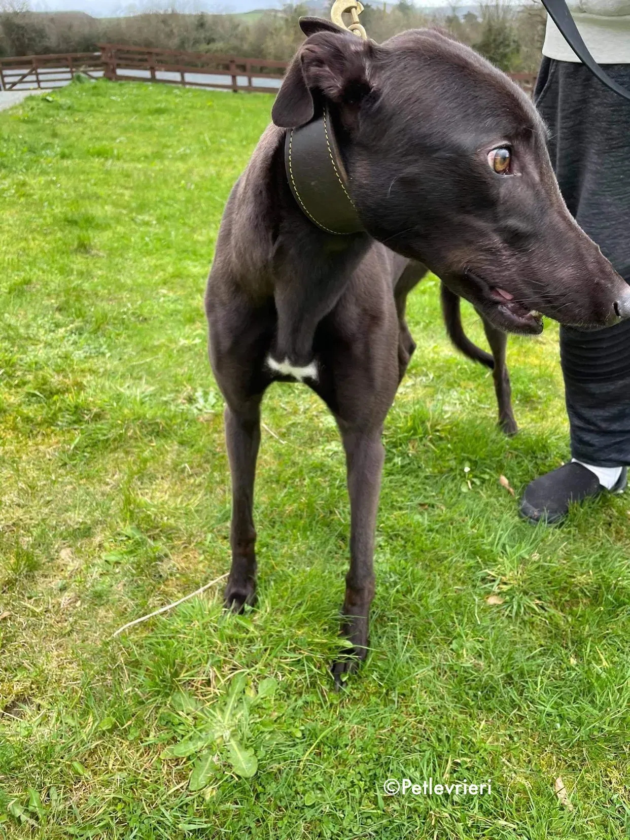 pappy adozione levrieri greyhound 17