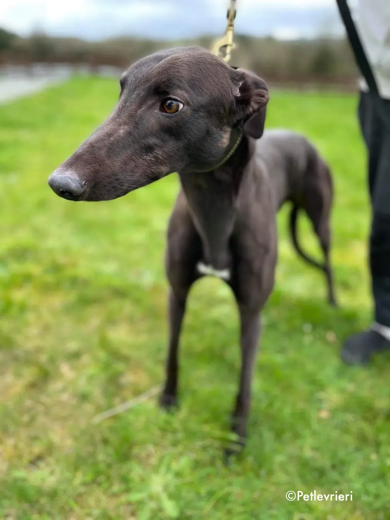 pappy adozione levrieri greyhound 18