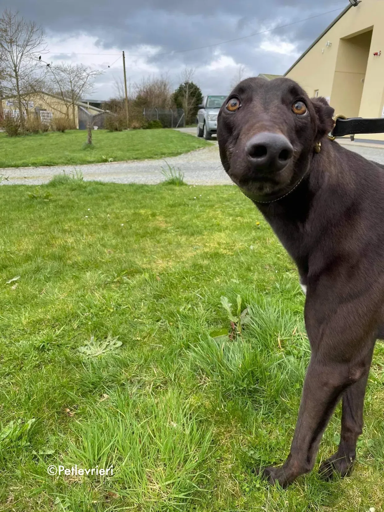 pappy adozione levrieri greyhound 2