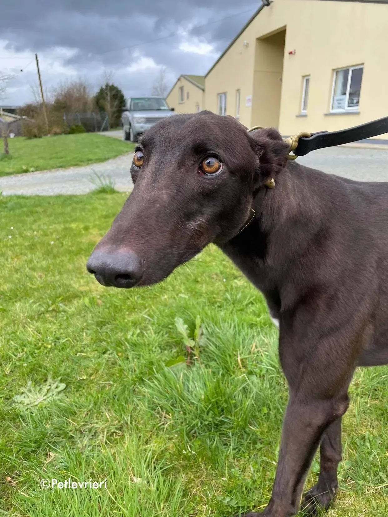 pappy adozione levrieri greyhound 3