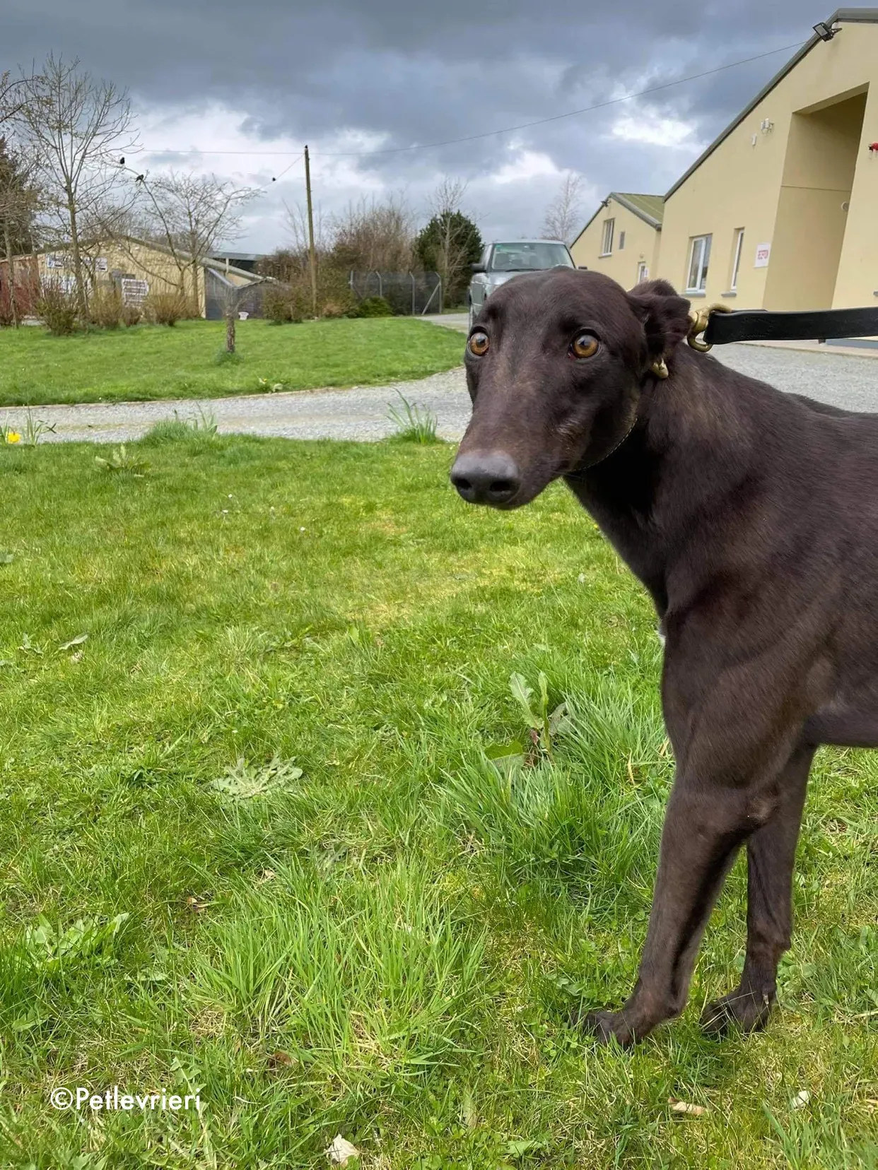 pappy adozione levrieri greyhound 4