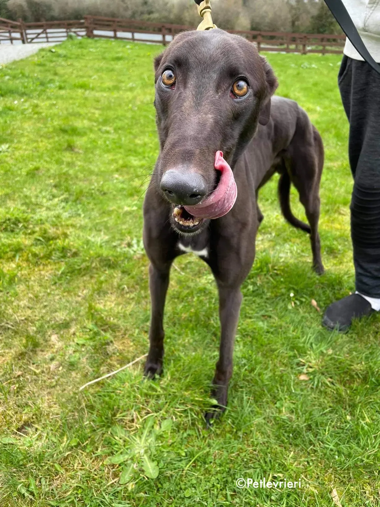 pappy adozione levrieri greyhound 5