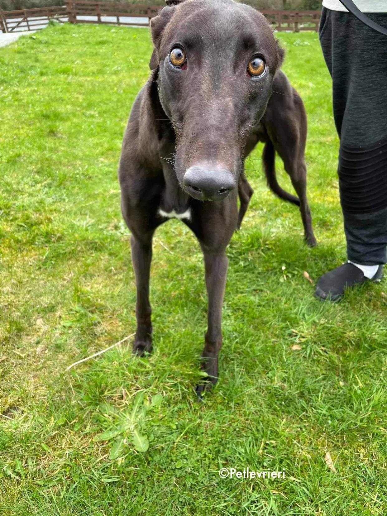 pappy adozione levrieri greyhound 6