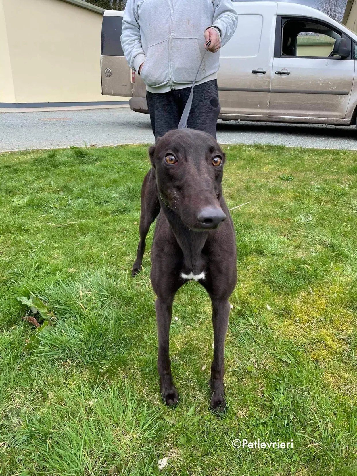 pappy adozione levrieri greyhound 7