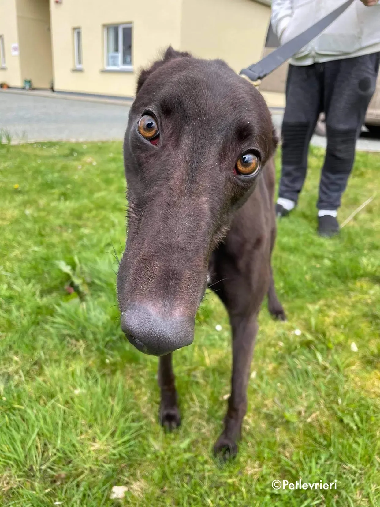 pappy adozione levrieri greyhound 8