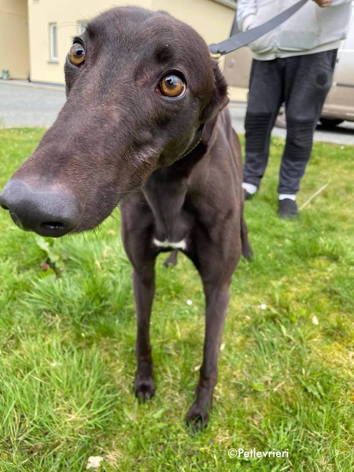 pappy adozione levrieri greyhound 9